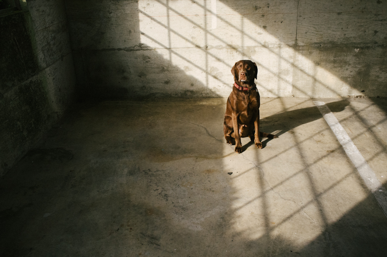 365 day dog project