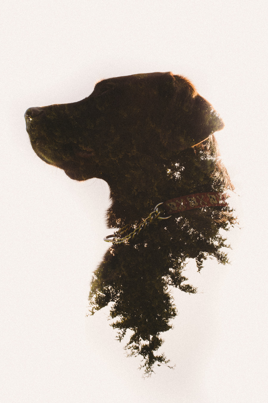 365 day dog project