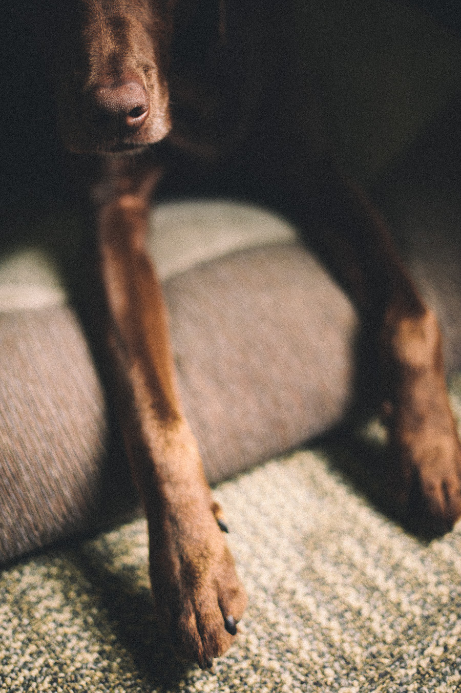 365 day dog project