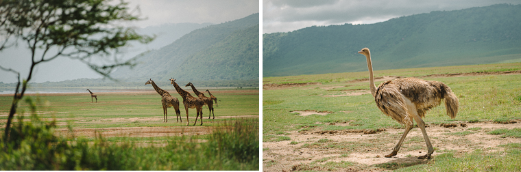 Kenya Safari Wedding