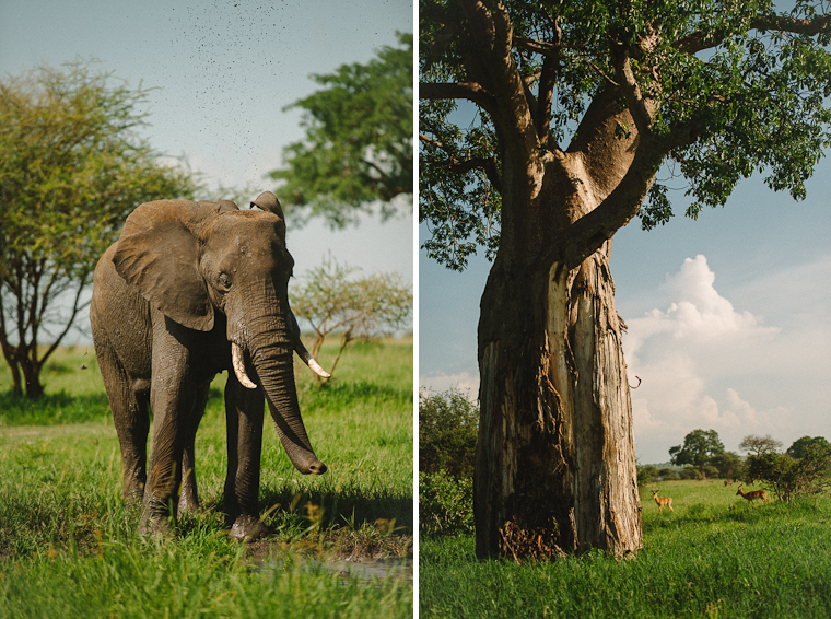 Kenya Safari Elopement