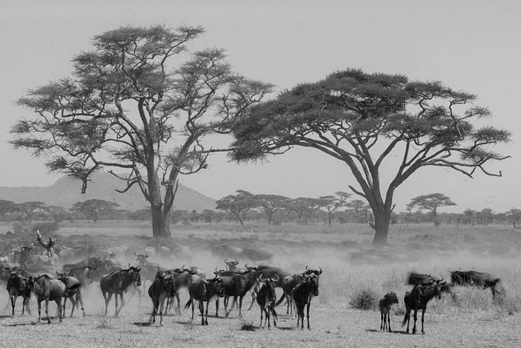 Africa Wedding Photographer_0229